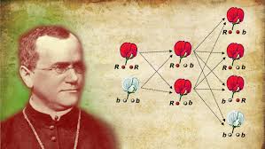 Ritratto di Gregor Mendel e i suoi esperimenti sui piselli